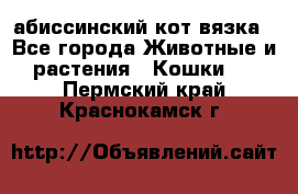 абиссинский кот вязка - Все города Животные и растения » Кошки   . Пермский край,Краснокамск г.